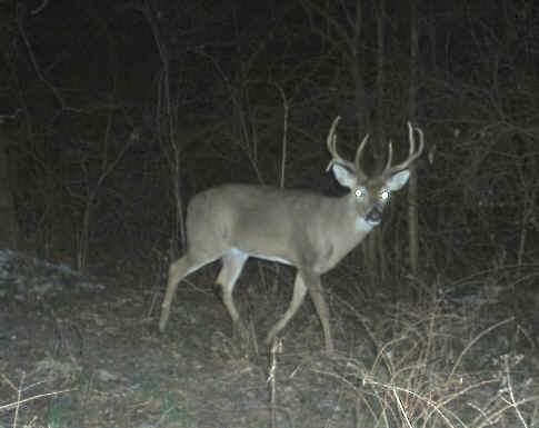 6 point buck on Langham Outdoors ground